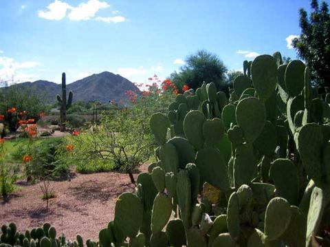 Scottsdale Cottonwoods Resort & Suites Eksteriør billede